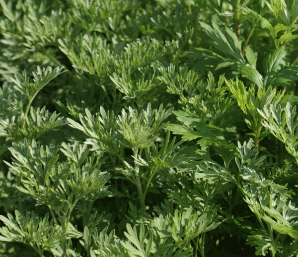 Wermut (Artemisia absinthium)