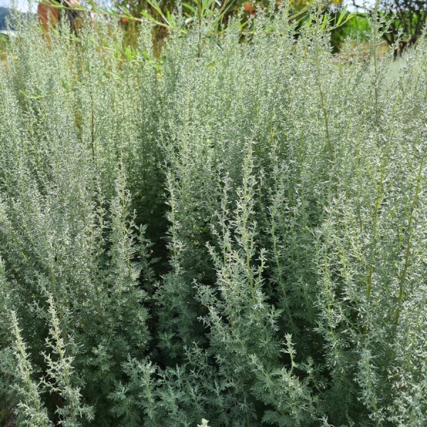 Römischer Wermut (Artemisia pontica)