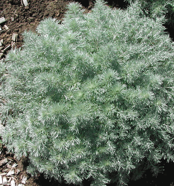 Polster-Silberraute Nana (Artemisia schmidtiana Nana)
