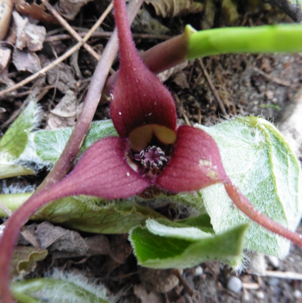 Geschwänzte Haselwurz (Asarum caudatum)