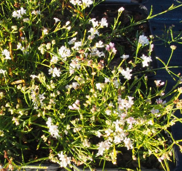 Hügelmeister, Hügelmeier (Asperula cynanchica)