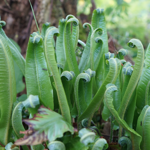 Hirschzungenfarn (Asplenium scolopendrium, Phyllitis scolopendrium)