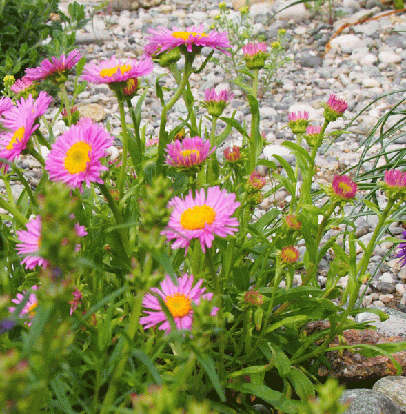 Alpen-Aster Pinkie (Aster alpinus Pinkie)