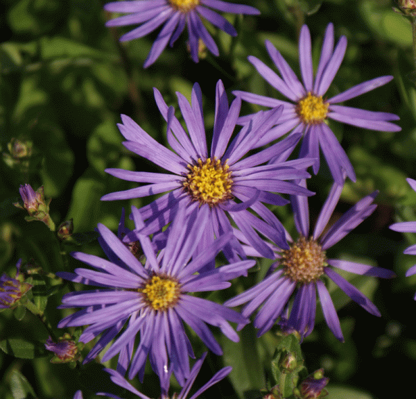 Berg-Aster Sternkugel (Aster amellus Sternkugel)