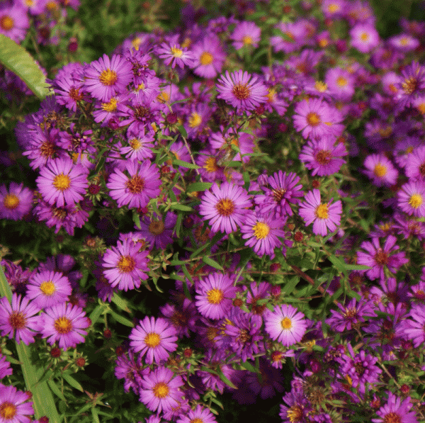 Amethyst-Aster Herbstleuchten (Aster amethystinus Herbstleuchten)