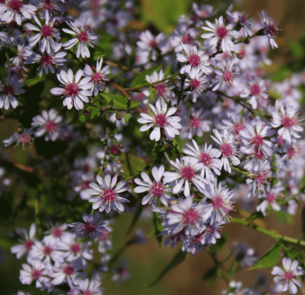 Herzblatt-Aster Ideal (Aster cordifolius Ideal)