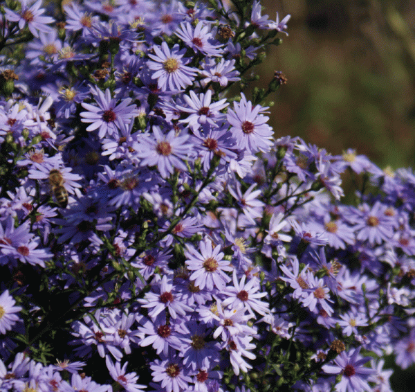 Herzblatt-Aster Little Carlow (Aster cordifolius Little Carlow)