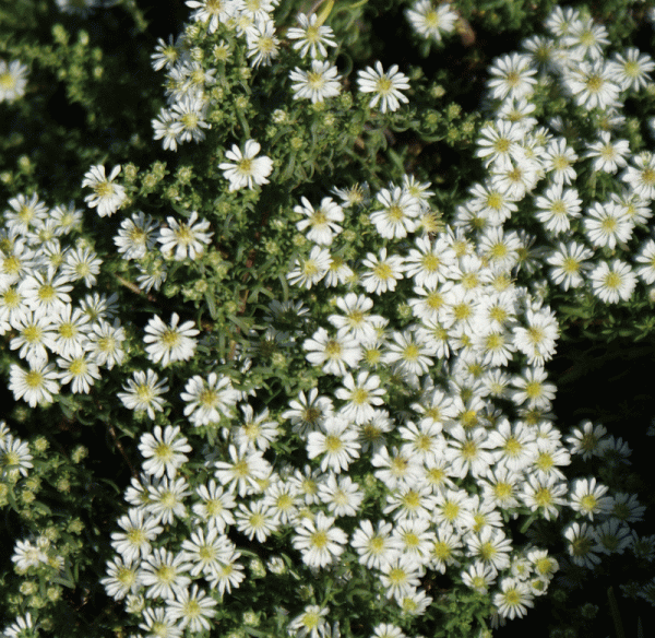 Teppich-Myrtenaster Snowflurry (Aster pansus Snowflurry)