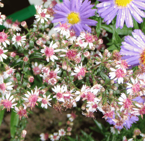 Waagrechte Aster Prince ( Symphyotrichum lateriflorum; syn. Aster lateriflorus var. horizontalis Prince)