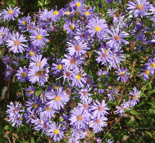 Glatte-Aster Blauschleier (Symphyotrichum laeve; syn. Aster laevis Blauschleier)