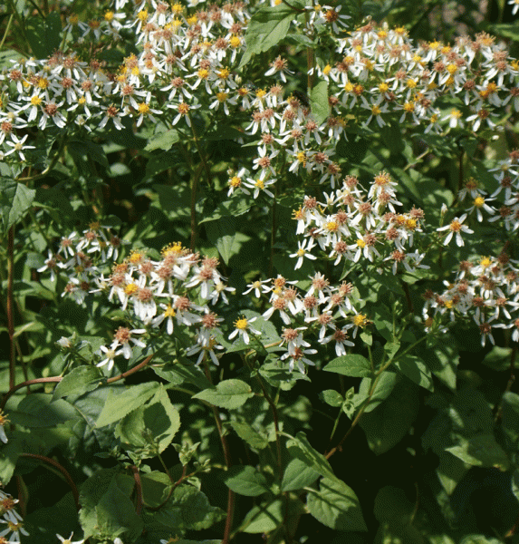 Großblatt-Aster (Eurybia macrophylla Alba; syn. Aster macrophyllus Albus)