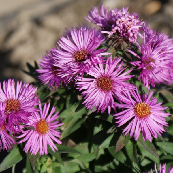 Raublatt-Aster Vibrant Dome (Symphyotrichum novae-angliae Vibrant Dome)