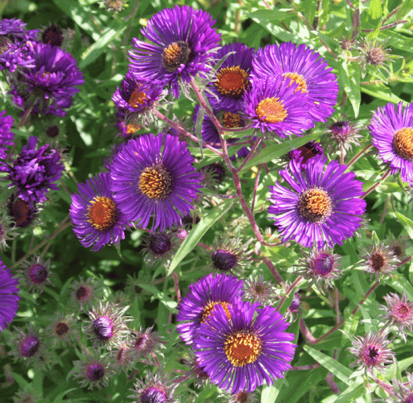 Raublatt-Aster Violetta (Symphyotrichum novae-angliae; syn. Aster novae-angliae Violetta)