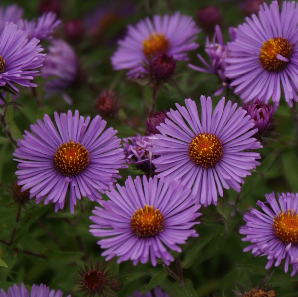 Raublatt-Aster Herbstflieder (Symphyotrichum novae-angliae; syn. Aster novae-angliae Herbstflieder)