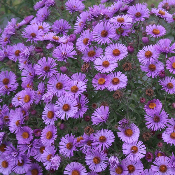 Raublatt-Aster Herbstflieder (Symphyotrichum novae-angliae; syn. Aster novae-angliae Herbstflieder)