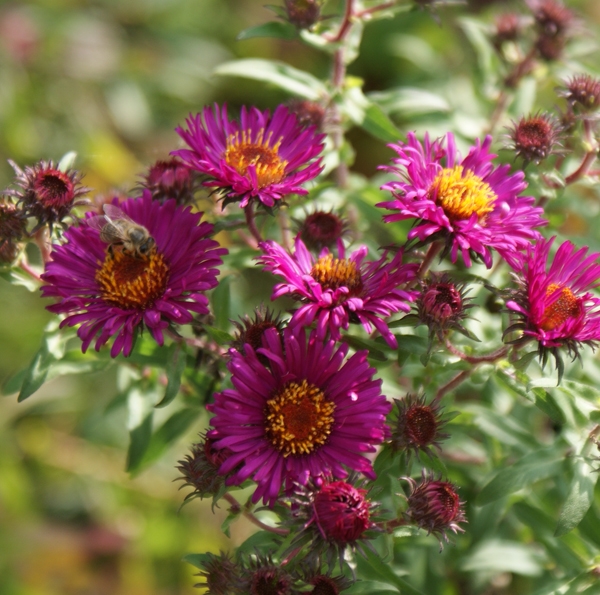 Aster novae-angliae Septemberrubin