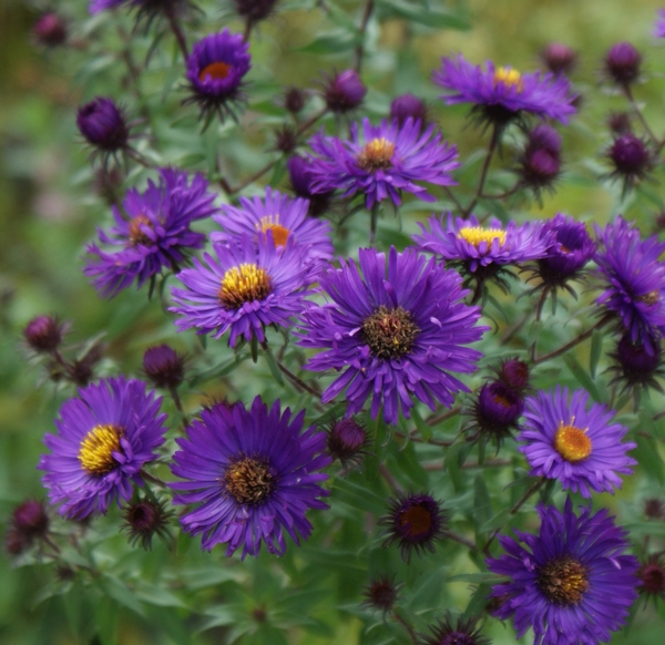 Aster novae-angliae Violett Wave