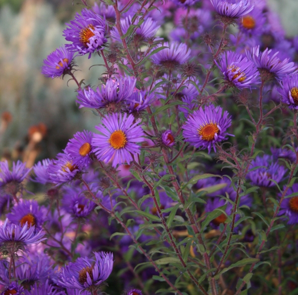 Aster novae-angliae W. Bowman