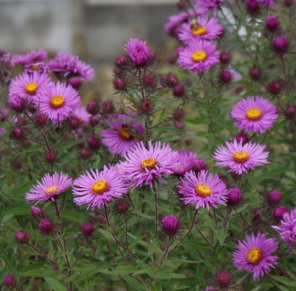 Raublatt-Aster Wineflower (Symphyotrichum novae-angliae; syn. Aster novae-angliae Wineflower)