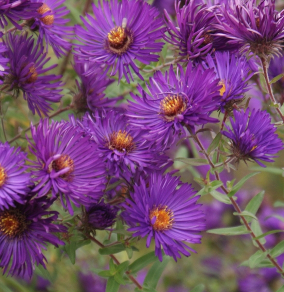 Raublatt-Aster Helen Picton (Symphyotrichum novae-angliae; syn. Aster novae-angliae Helen Picton)