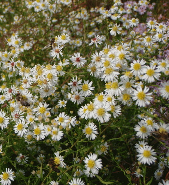 Myrten-Aster Schneegitter (Symphyotrichum ericoides; syn. Aster ericoides Schneegitter)