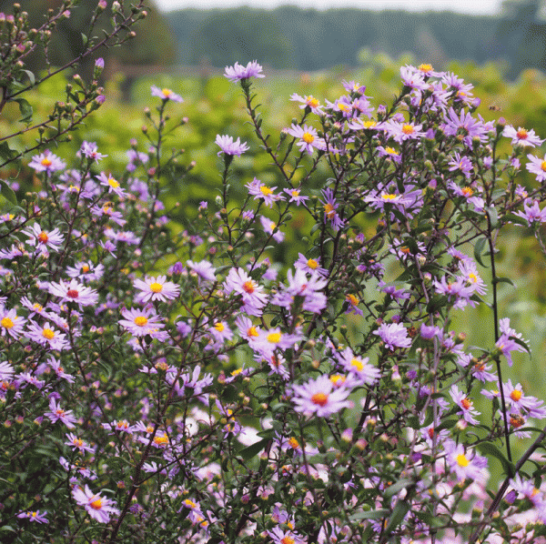 Glatte Aster Calliope (Symphyotrichum laeve syn. Aster laevis Calliope)