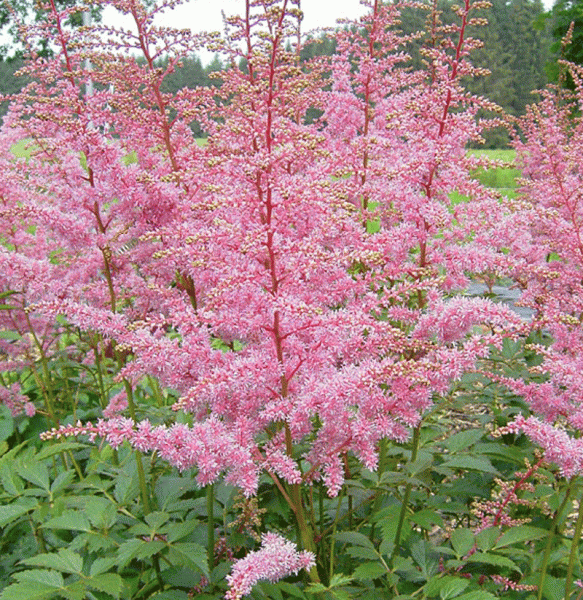 Prachtspiere Amethyst (Astilbe arendsii Amethyst)