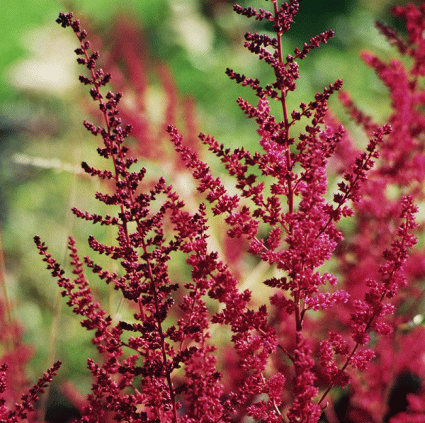 Prachtspiere Glut (Astilbe arendsii Glut)
