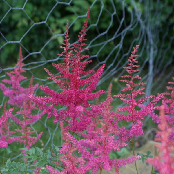 Prachtspiere Lilli Goos (Astilbe arendsii Lilli Goos)