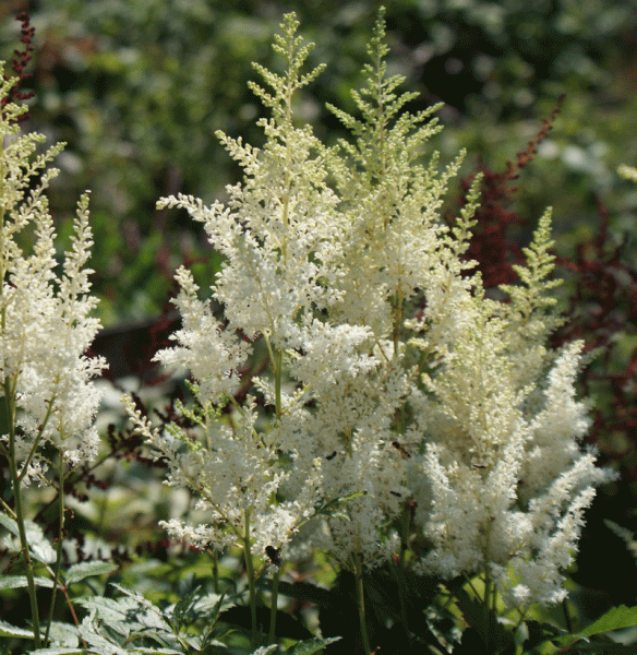 Prachtspiere Weiße Gloria (Astilbe arendsii Weiße Gloria)