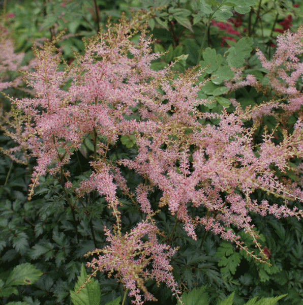 Prachtspiere Henny Graafland (Astilbe simplicifolia Henny Graafland)