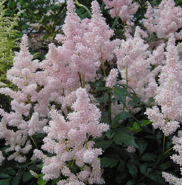 Prachtspiere Europa (Astilbe japonica Europa)