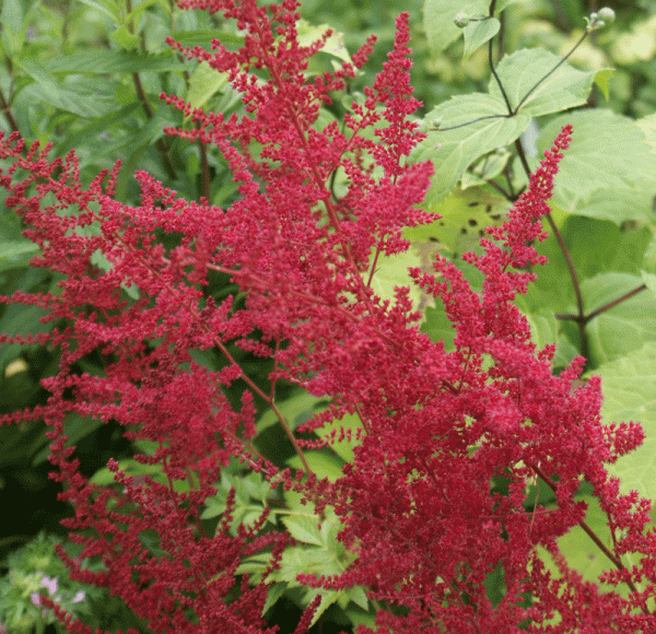 Prachtspiere Fanal (Astilbe arendsii Fanal)