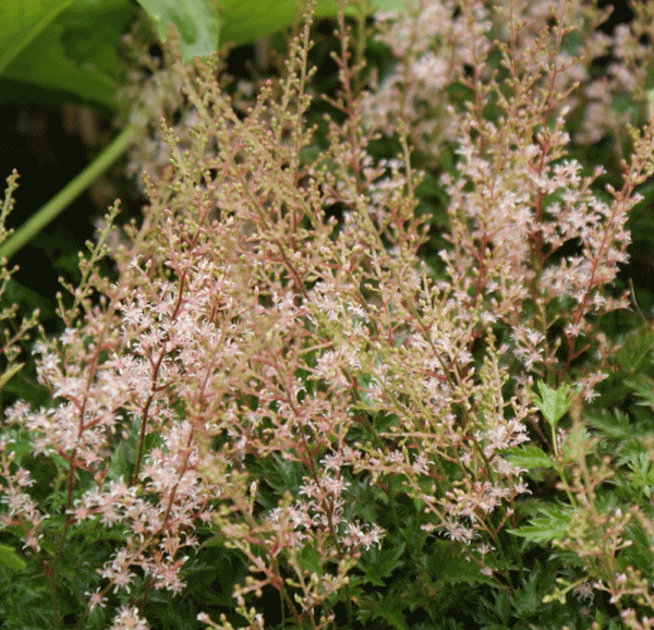 Prachtspiere Bronce Elegans (Astilbe simplicifolia Bronce Elegans)