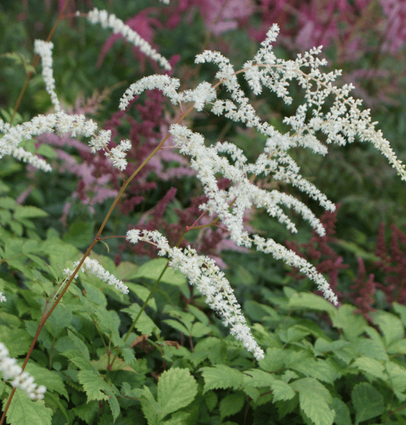 Prachtspiere Professor Van der Wielen (Astilbe thunbergii Professor Van der Wielen)