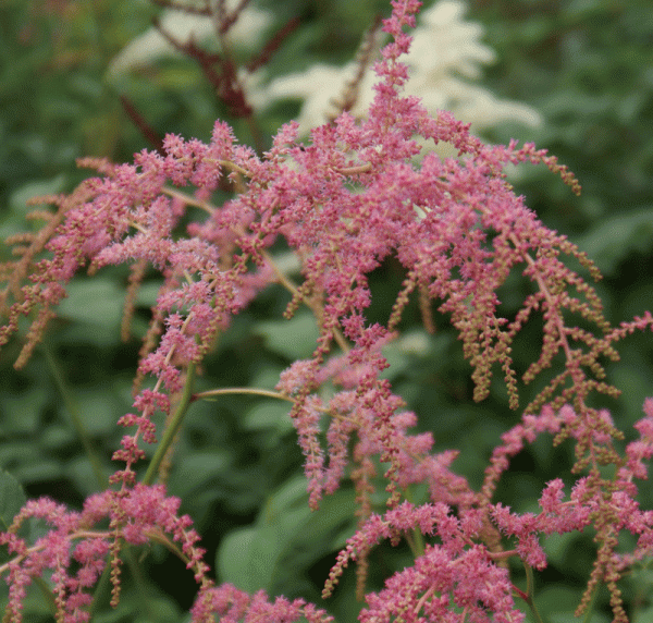 Prachtspiere Straußenfeder (Astilbe thunbergii Straußenfeder)