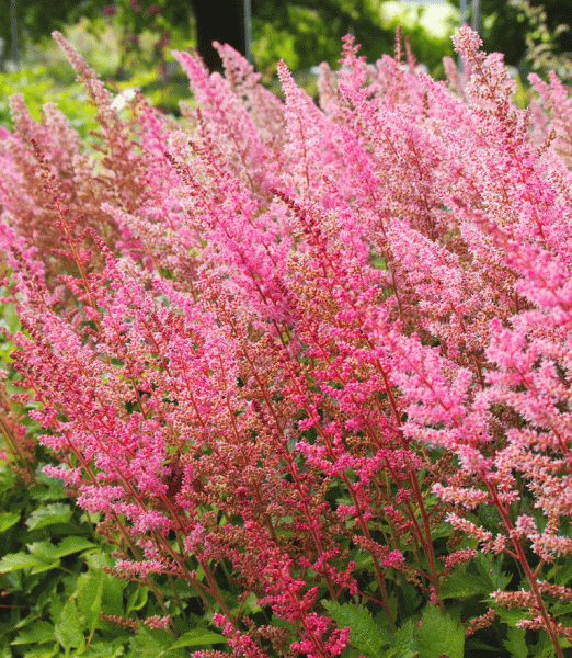 Prachtspiere Veronica Klose (Astilbe chinensis Veronica Klose)