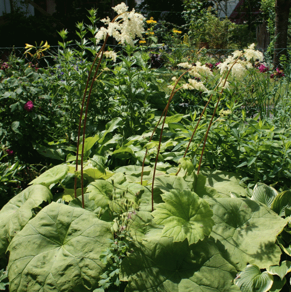 Tafelblatt (Astilboides tabularis)