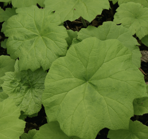 Tafelblatt (Astilboides tabularis)