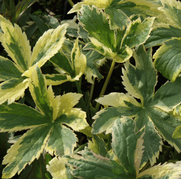 Sterndolde Sunningdale Variegated (Astrantia major Sunningdale Variegated)