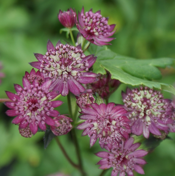 Rote Sterndolde Abby Road (Astrantia major Abbey Road)