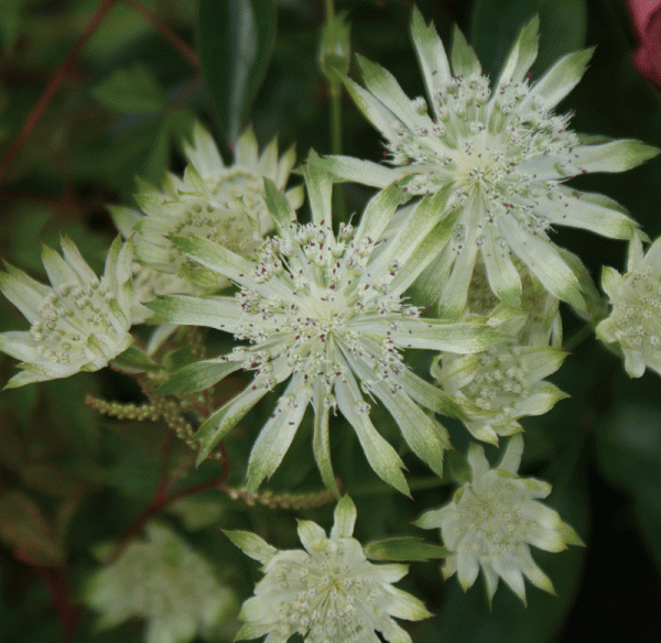 Weiße Sterndolde Shaggy, Margery Fish (Astrantia major Shaggy, Margery Fish)