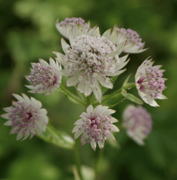 Sterndolde Sunningdale Variegated (Astrantia major Sunningdale Variegated)