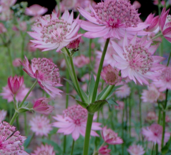 Rosa Sterndolde Roma (Astrantia major Roma)