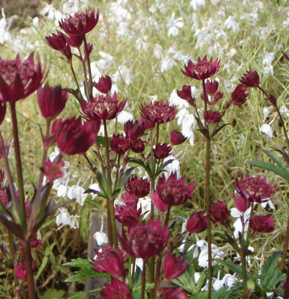 Rote Sterndolde Abby Road (Astrantia major Abbey Road)