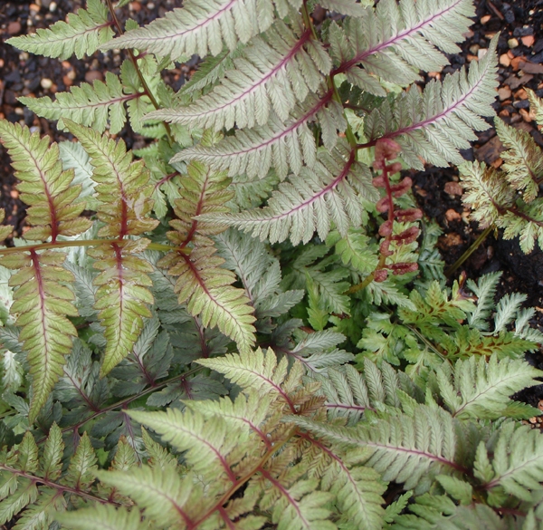 Japanischer Regenbogenfarn Silver Falls (Athyrium niponicum Silver Falls)