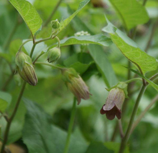 Atropa belladonna (Tollkirsche)