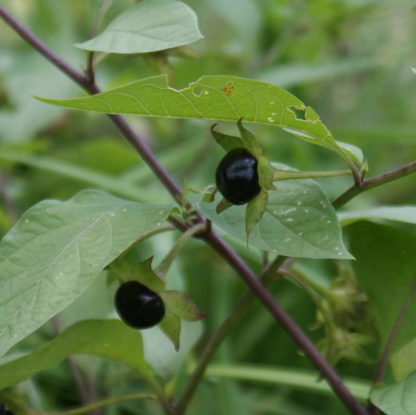 Atropa belladonna (Tollkirsche)