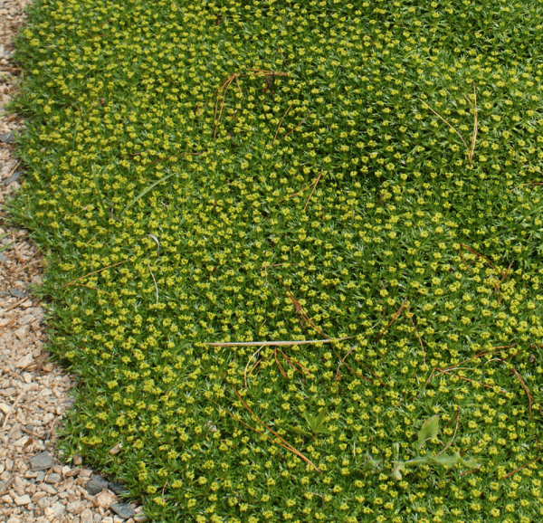 Andenpolster (Azorella trifurcata Nana)