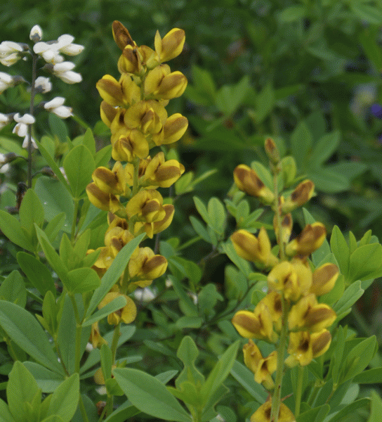 Färberhülse, Indigo-Lupine Gold& Brown (Baptisia Hybride Gold& Brown)